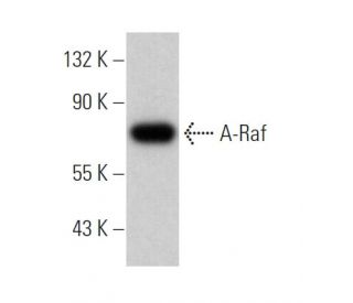 A-Raf Antibody (A-5) - Western Blotting - Image 363033Each CRISPR/Cas9 Knockout (KO) Plasmid product consists of a pool of 3 plasmids designed to ensure identification and cleavage of a specific gene for maximum knockout efficiency. Each plasmid encodes a unique 20 nt sequence derived from the GeCKO (v2) library. 