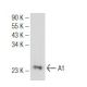 A1 Antibody (B-3) - Western Blotting - Image 126303