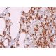 immunohistochemistry image from recommended A1 (B-3) monoclonal antibody replacement. Image 375186