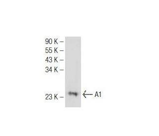 A1 Antibody (B-3) - Western Blotting - Image 126303SAM Transcription Activation: SAM system utilizing dCas9-VP64, MS2-P65-HSF1, and sgRNA for precise gene transcription activation.