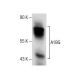 A1BG Antibody (F-9) - Western Blotting - Image 281259