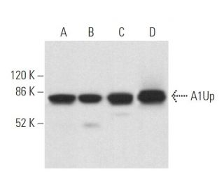A1Up Antibody (A333) - Western Blotting - Image 373250 