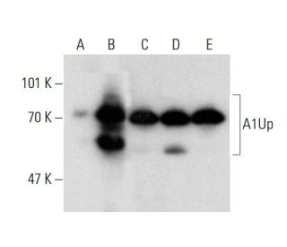 A1Up Antibody (L64) - Western Blotting - Image 136689 