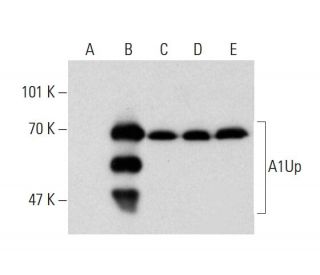 A1Up Antibody (M398) - Western Blotting - Image 136693 
