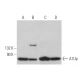 A1Up Antibody (M398) - Western Blotting - Image 373241 