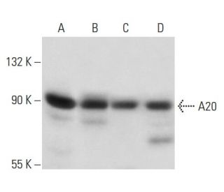 A20/TNFAIP3 Antibody (4H16) - Western Blotting - Image 17470