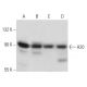 A20/TNFAIP3 Antibody (4H16) - Western Blotting - Image 17470