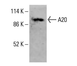 A20/TNFAIP3 Antibody (B-5) - Western Blotting - Image 414801 