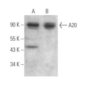western blotting image from recommended A20/TNFAIP3 (A-12) monoclonal antibody replacement. Image 375103