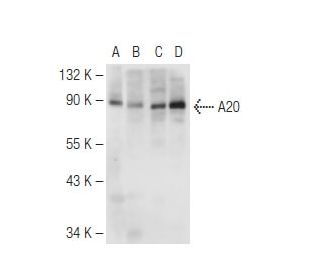 A20/TNFAIP3 Antibody (A-12) - Western Blotting - Image 83983