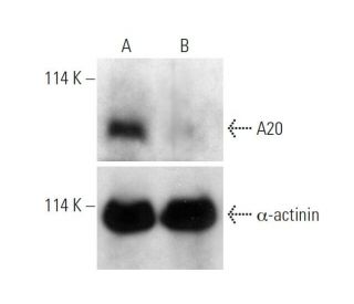A20/TNFAIP3 Antibody (A-12) - Western Blotting - Image 317921