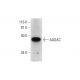 AADAC Antibody (G-12) - Western Blotting - Image 289592 