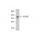 AADAC Antibody (H-8) - Western Blotting - Image 385229