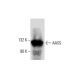 AASS Antibody (B-7) - Western Blotting - Image 288282 