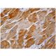 AASS Antibody (D-8) - Immunohistochemistry - Image 159141 