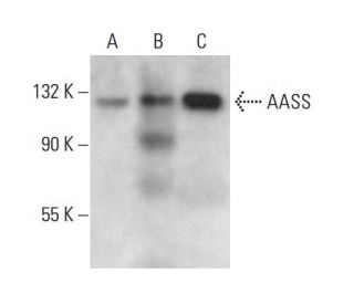 AASS Antibody (G-7) - Western Blotting - Image 378445 