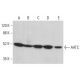 AATC Antibody (H-8) - Western Blotting - Image 382151 