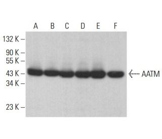 AATM Antibody (E-7) - Western Blotting - Image 383070 