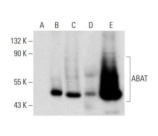 ABAT Antibody (B-12) - Western Blotting - Image 297994 