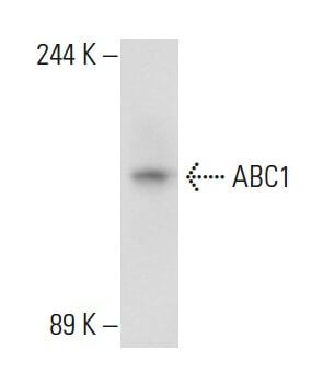 Anti Abc1 Antibody Ab H10 Scbt Santa Cruz Biotechnology