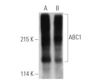 Anti Abc1 Antibody Ab H10 Scbt Santa Cruz Biotechnology