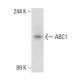 western blotting image from recommended ABC1 (AB.H10) monoclonal antibody replacement. Image 108981