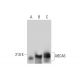 ABCA6 Antibody (A-12) - Western Blotting - Image 314076 