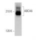 ABCA6 Antibody (A-12) - Western Blotting - Image 371642