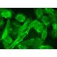 ABCA6 Antibody (F-5) - Immunofluorescence - Image 384220