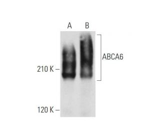ABCA6 Antibody (F-5) - Western Blotting - Image 344476 