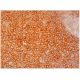 ABCA7 Antibody (E-11) - Immunohistochemistry - Image 296619 