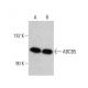 ABCB5 Antibody (A-7) - Western Blotting - Image 376837 
