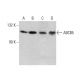 ABCB5 Antibody (A-7) - Western Blotting - Image 386113 