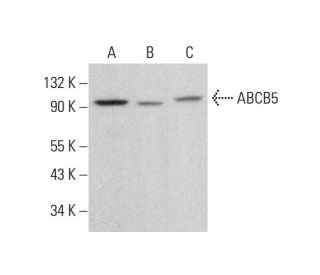 ABCB5 Antibody (A-7) - Western Blotting - Image 382087Each CRISPR/Cas9 Knockout (KO) Plasmid product consists of a pool of 3 plasmids designed to ensure identification and cleavage of a specific gene for maximum knockout efficiency. Each plasmid encodes a unique 20 nt sequence derived from the GeCKO (v2) library.