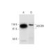 ABCB9 Antibody (A-8) - Western Blotting - Image 295758 