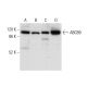 ABCB9 Antibody (A-8) - Western Blotting - Image 305728 