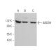 ABCB9 Antibody (A-8) - Western Blotting - Image 372903