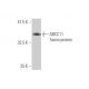 ABCC11 Antibody (4H6) - Western Blotting - Image 350315