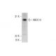 ABCC13 Antibody (B-2) - Western Blotting - Image 289532