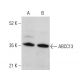 ABCC13 Antibody (B-2) - Western Blotting - Image 375544 