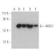 ABCE1 Antibody (F-1) - Western Blotting - Image 400728 