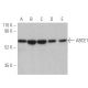 ABCE1 Antibody (F-1) - Western Blotting - Image 400741