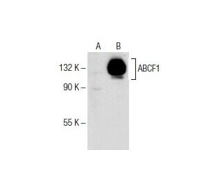 ABCF1 Antibody (ABC5H06) - Western Blotting - Image 153799 