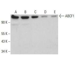 ABCF1 Antibody (H-3) - Western Blotting - Image 382787 