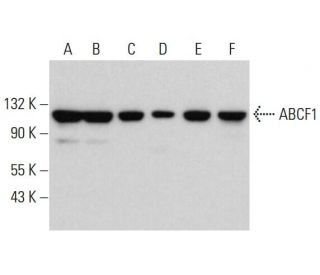 ABCF1 Antibody (C-2) - Western Blotting - Image 382792