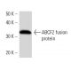 ABCF2 Antibody (2001C1) - Western Blotting - Image 16898