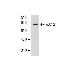 ABCF2 Antibody (2001C1) - Western Blotting - Image 39372 