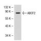 ABCF2 Antibody (2001C1) - Western Blotting - Image 39372 