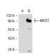ABCF2 Antibody (2001C1) - Western Blotting - Image 39375 