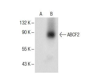 ABCF2 Antibody (C-10) - Western Blotting - Image 284998